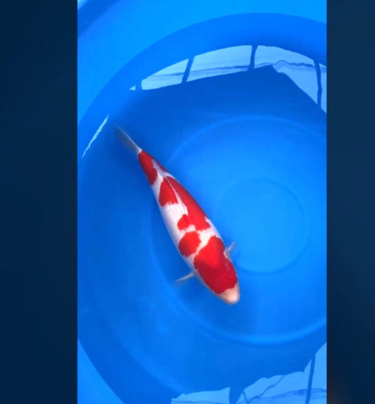 CERTIFIED MONOTARO KOHAKU Nisai>Sansai 62cm