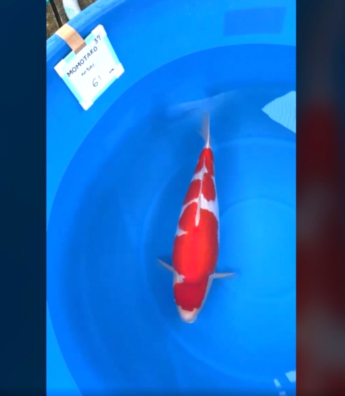 CERTIFIED MONOTARO KOHAKU FEMALE Nisai>Sansai 61cm