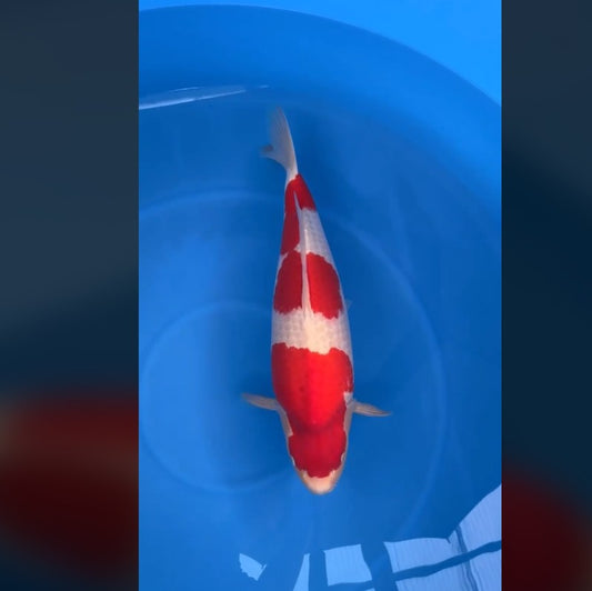 CETIFIED MONOTARO KOHAKU FEMALE Nisai>Sansai 61cm