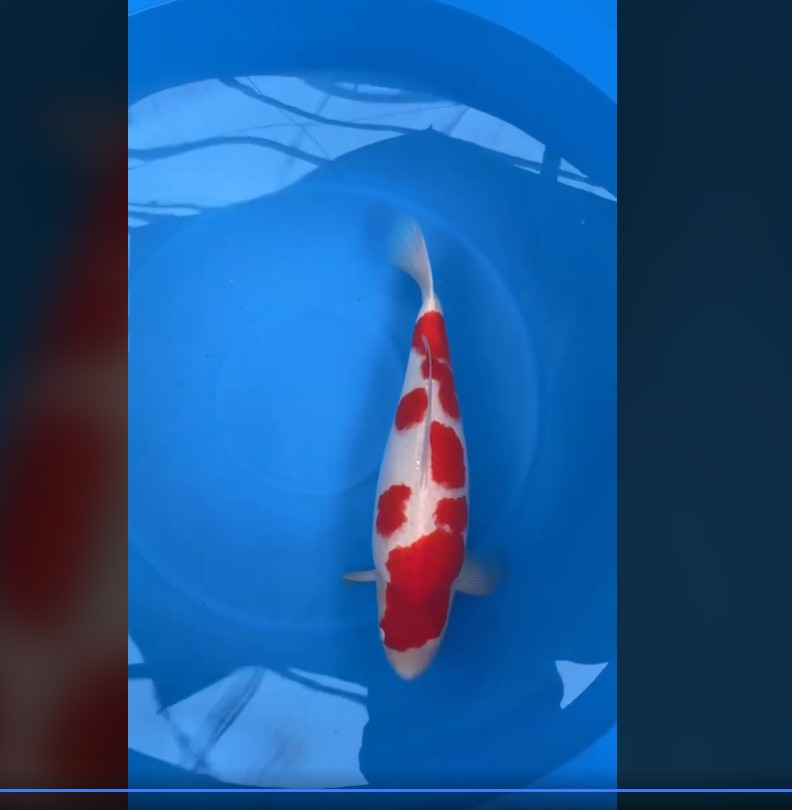 CETIFIED MONOTARO KOHAKU Nisai>Sansai 66cm