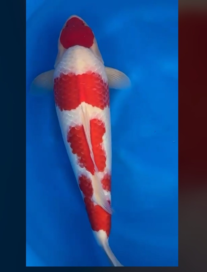 CETIFIED MONOTARO KOHAKU Nisai>Sansai 64cm (Copy)