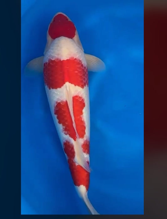 CETIFIED MONOTARO KOHAKU Nisai>Sansai 64cm (Copy)