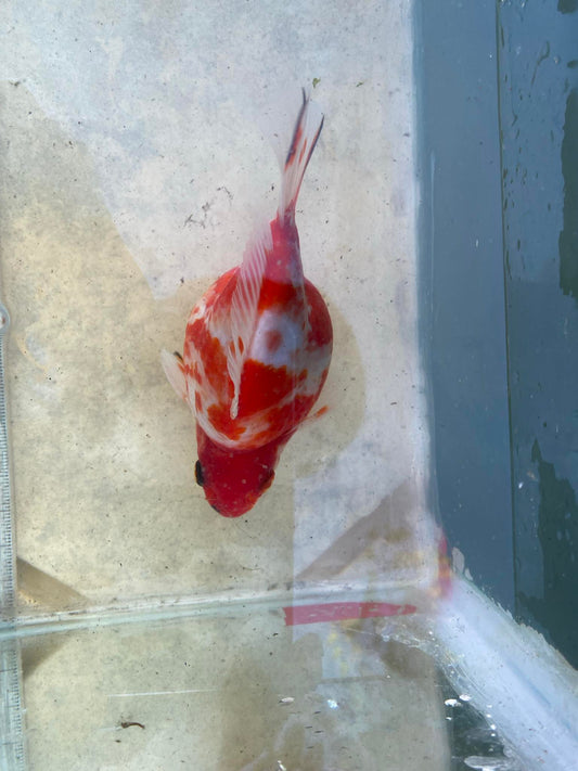 NND 2-3 Yrs Old  Tricolors Tamasaba 5-6 in Male