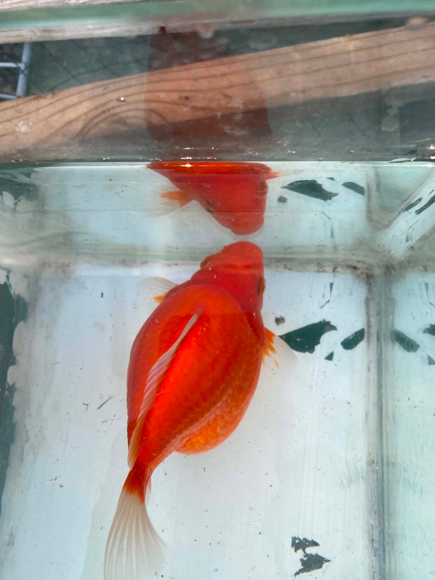Super Jumbo Tamasaba 1 year Old A