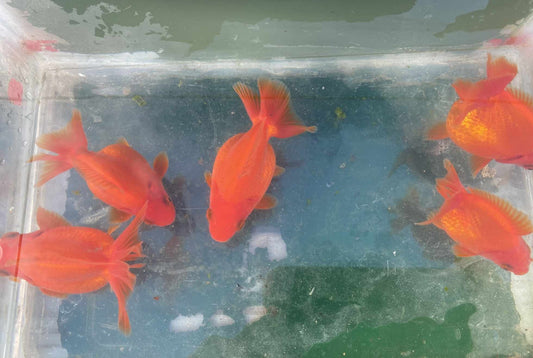 Luminous Ryukin Goldfish 3 Inch