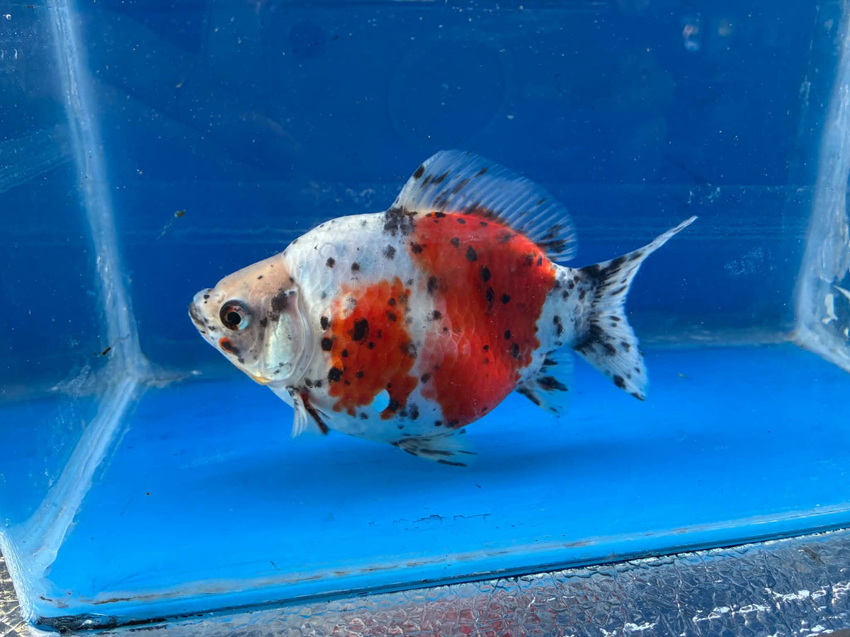 Calico Tamasaba Goldfish 6-7 Inch Female