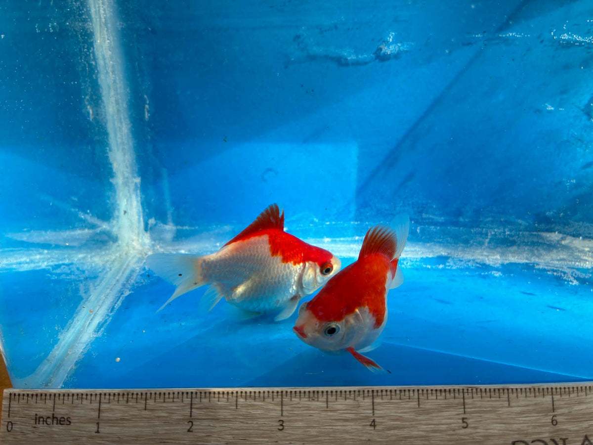 2 Red White Tamasaba Goldfish 3-4 Inch A