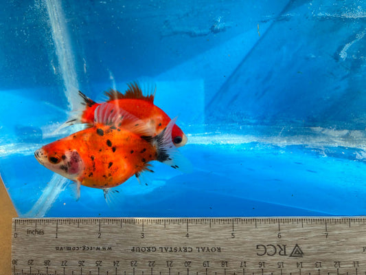 2 Calico Tamasaba Goldfish 3-4 Inch B
