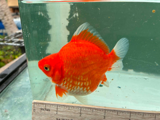 Red Tosai Tamasaba 1 Yr Old Female R