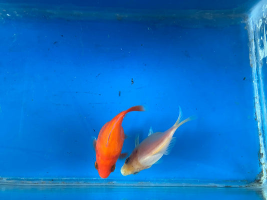 2 Red White Tamasaba Goldfish 3-4 Inch K