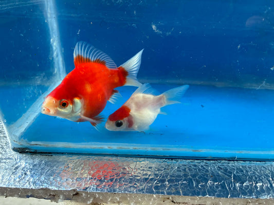 2 Red White Tamasaba Goldfish 3-4 Inch J