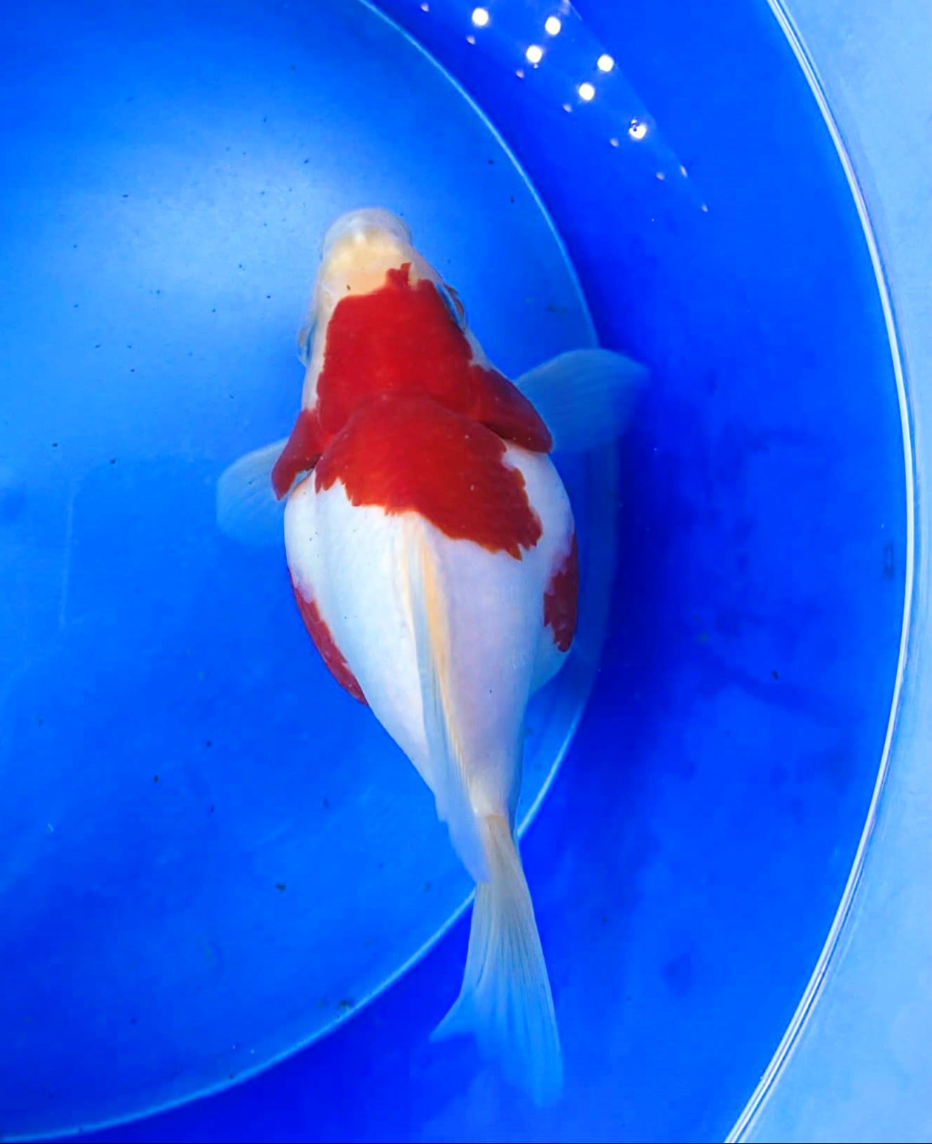 HQ Snow White Super Red Tamasaba 5-6 in B