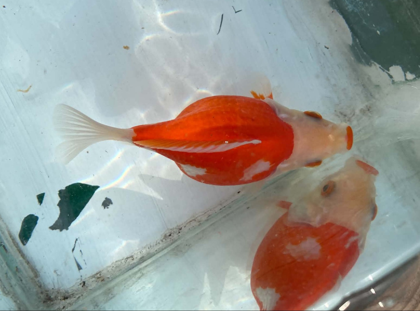 Jumbo Tamasaba 1 Year Old D
