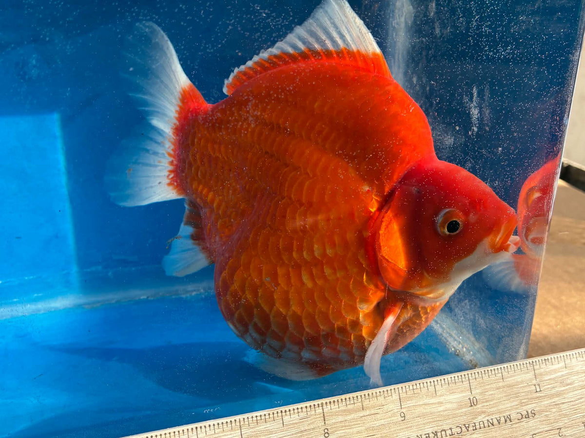 Beni (Red) Tamasaba Goldfish 6-7 Inch F