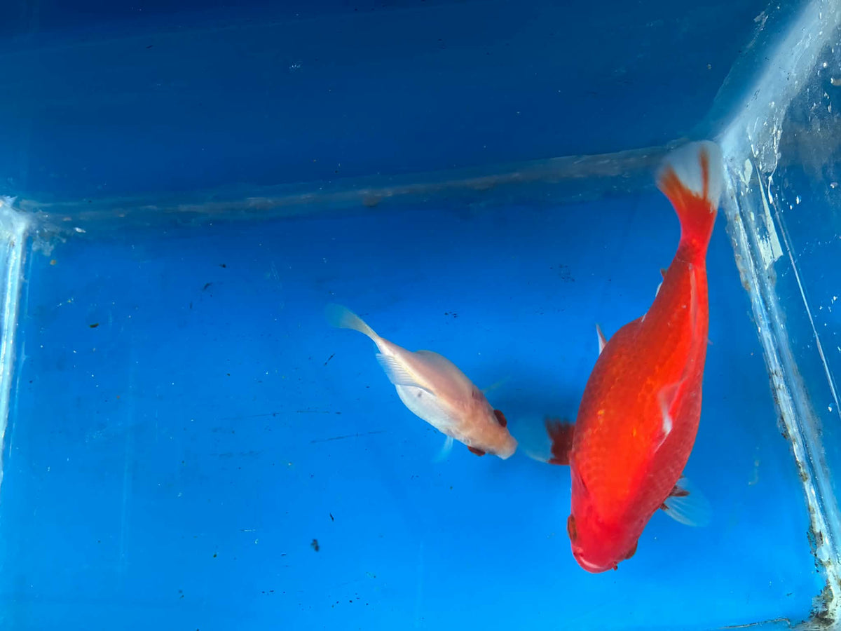 2 Red White Tamasaba Goldfish 3-4 Inch G
