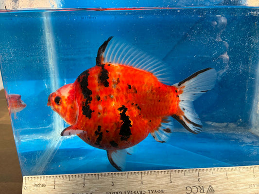 Tricolor Tamasaba Goldfish 6-7 Inch M