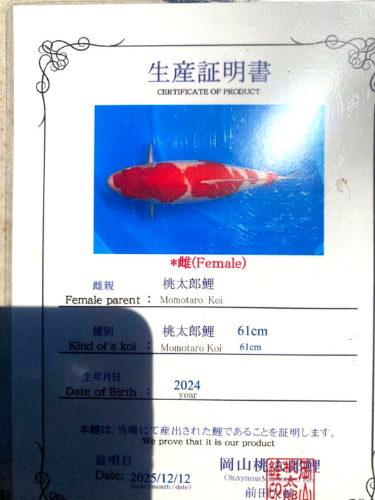 CERTIFIED MONOTARO KOHAKU FEMALE Nisai>Sansai 61CM