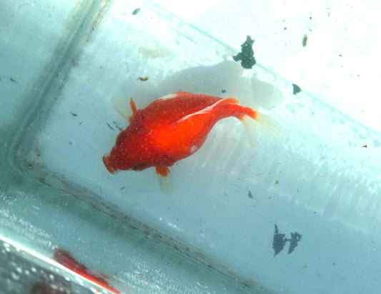Red White Tamasaba 1 Year Old Y
