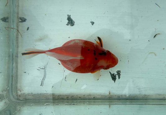 Tricolor Tosai Tamasaba 1 Yr Old