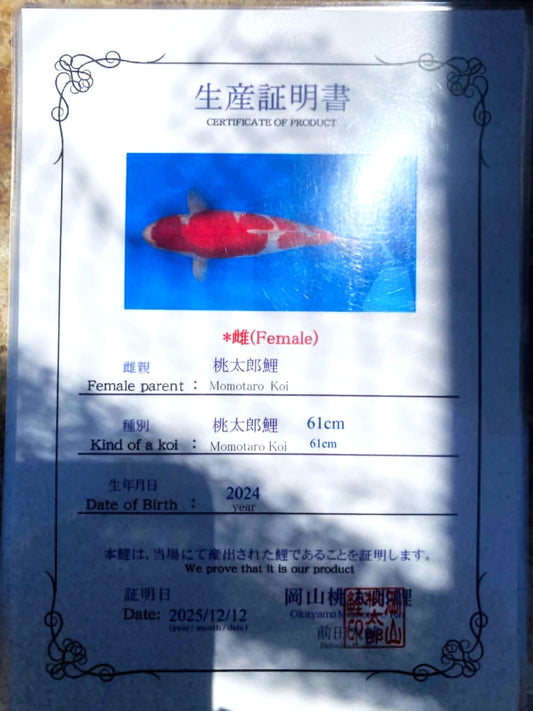 CERTIFIED MONOTARO KOHAKU FEMALE Nisai>Sansai 61cm