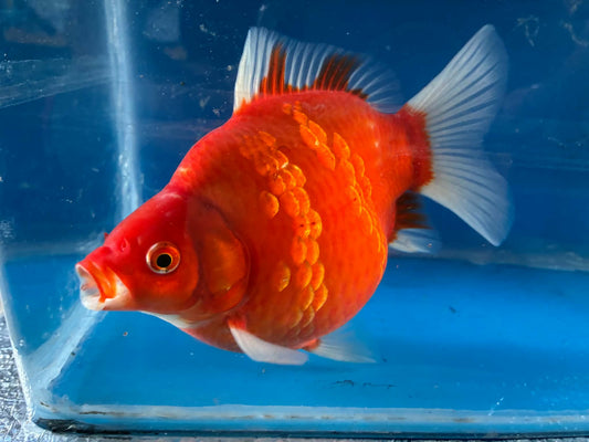 Beni (Red) Tamasaba Goldfish 6-7 Inch
