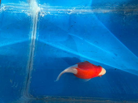 Red White Tamasaba Goldfish 3-4 Inch E