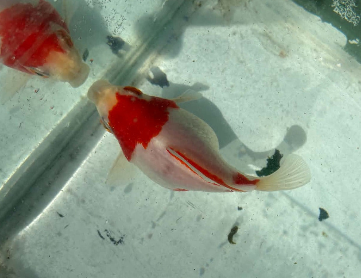 Red White Tamasaba 1 Year Old S