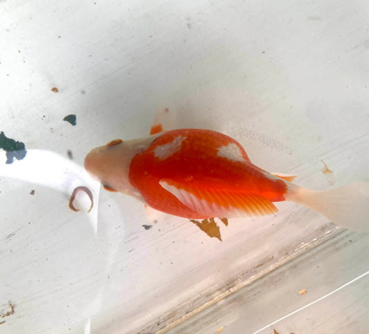 Red/white Tamasaba Goldfish I