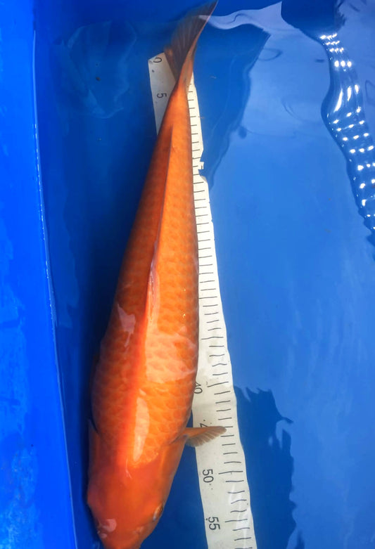 Dainichi Yellow Monkey Karashi 2-3 Years Male 21 inch