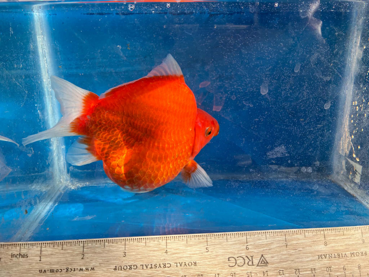 Beni (Red) Tamasaba Goldfish 6-7 Inch F