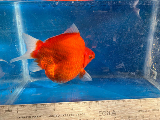 Beni (Red) Tamasaba Goldfish 6-7 Inch F