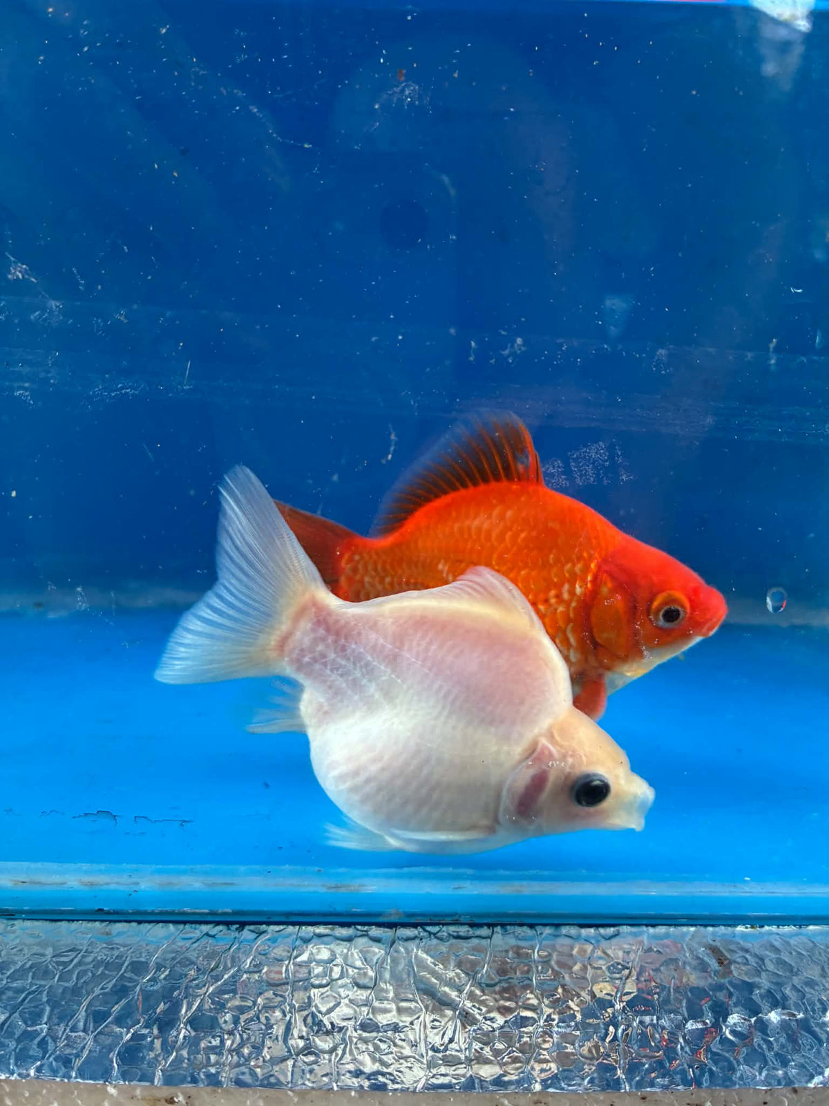 Red White Pair Tamasaba Goldfish 3-4 Inch
