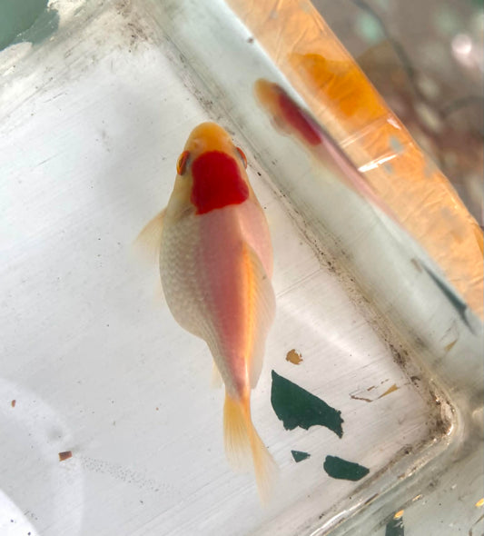 Red/white Tamasaba Goldfish J