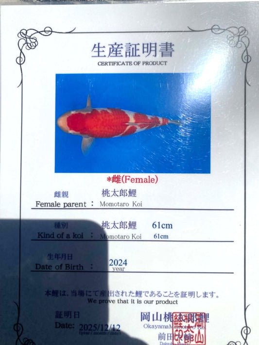 CERTIFIED MONOTARO KOHAKU FEMALE Nisai>Sansai 61cm