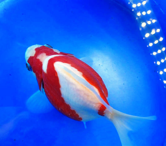 HQ Snow White Super Red Tamasaba 5-6 in A