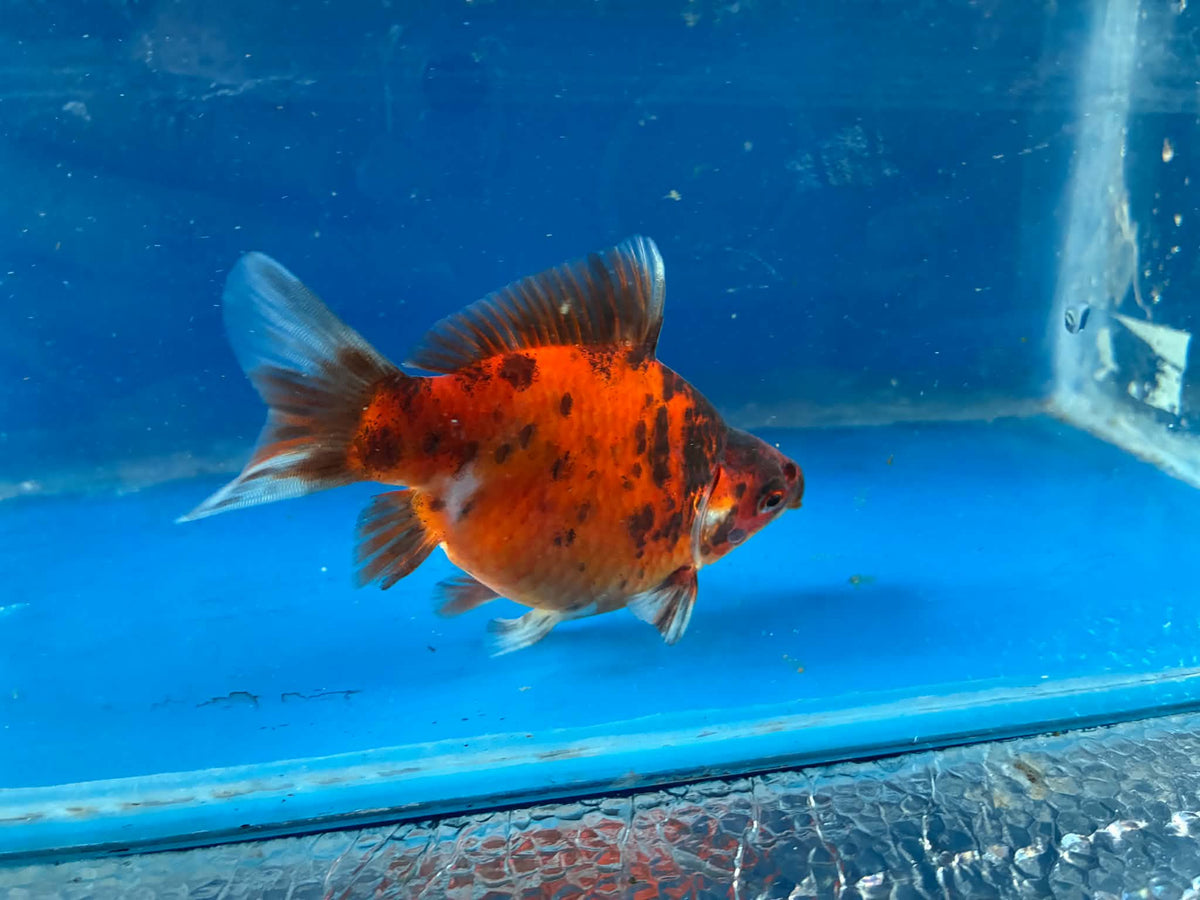 Calico Tamasaba Goldfish 3-4 Inch P
