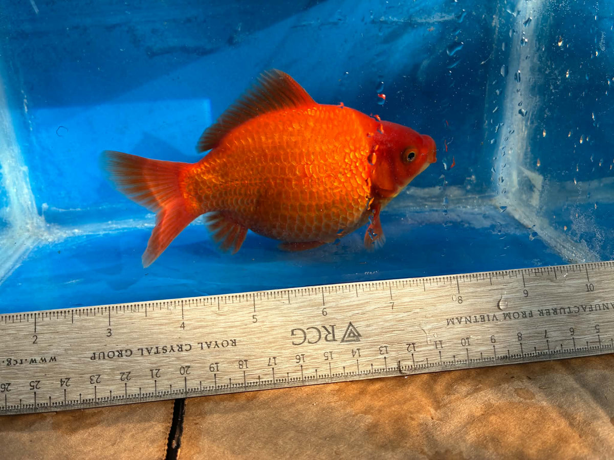Red Tamasaba Goldfish 4-5 Inc D