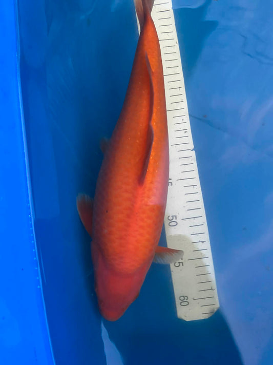 Karashi 1-2 years old 16-17 Female