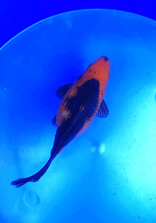 Jumbo Tamasaba Goldfish A