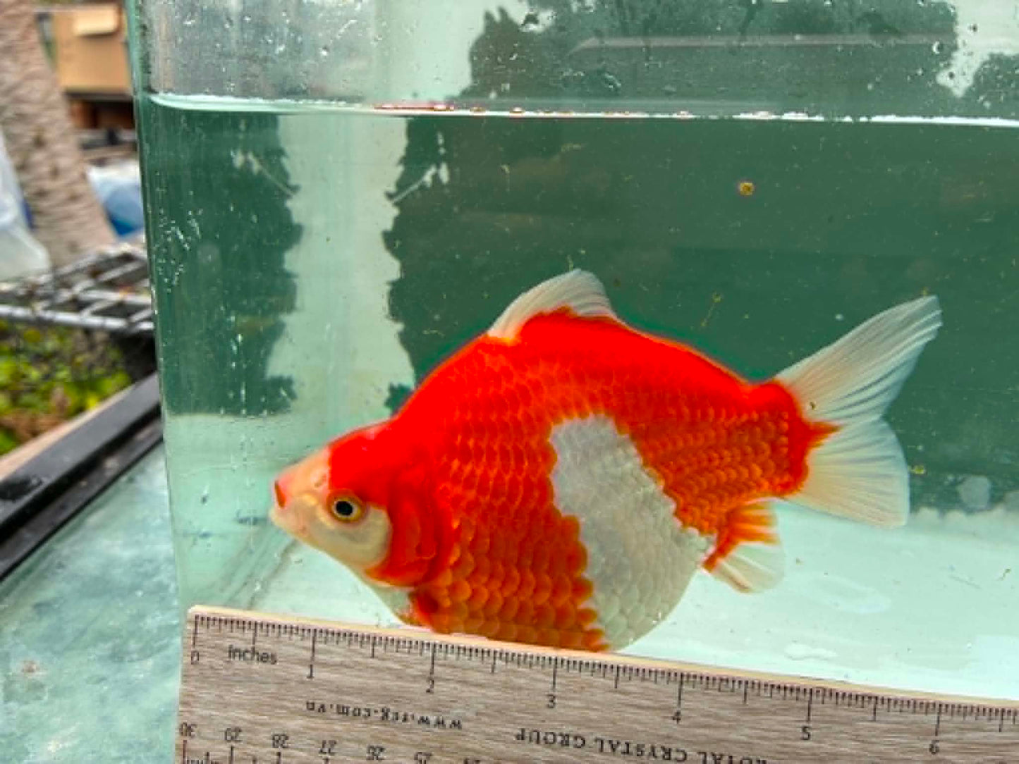 Super Red White Tosai Tamasaba 1 Yr Old i Female