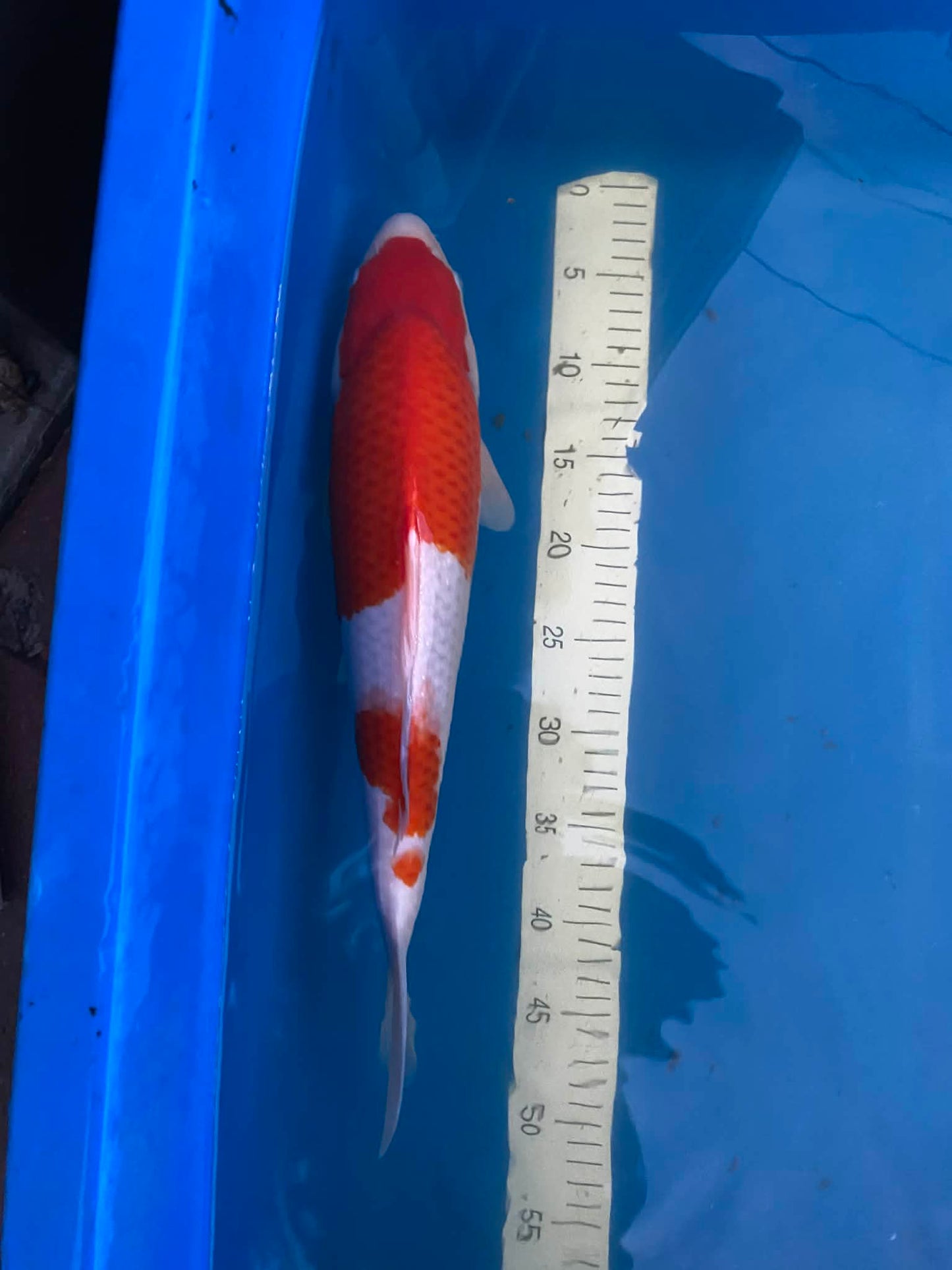 Torazo Kohaku 1-2 years old 16-17 inch