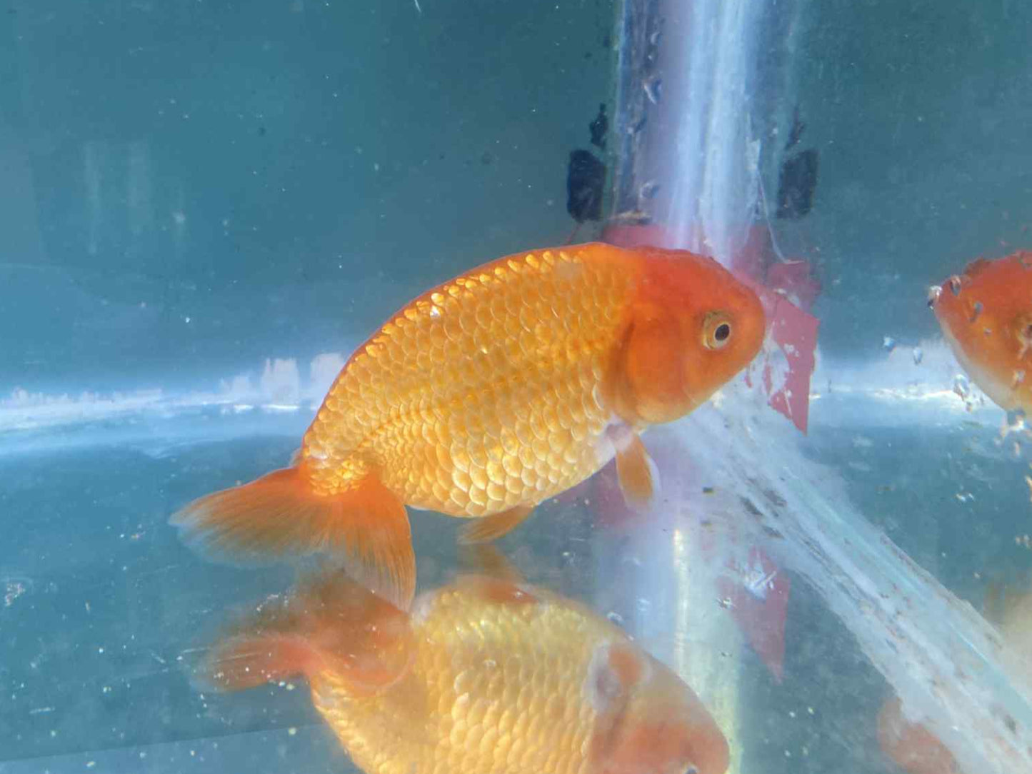 6 months Old Japanese Top view Ranchu C