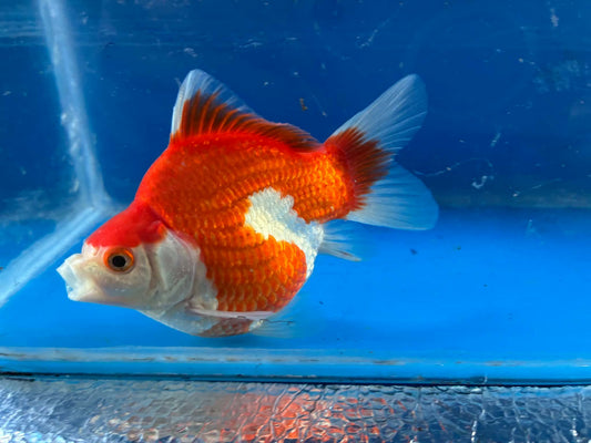 Red White Tamasaba Goldfish 3-4 Inch S