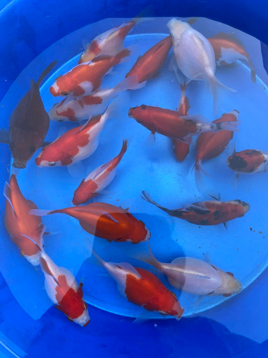 Young Tamasaba (Jumbo)