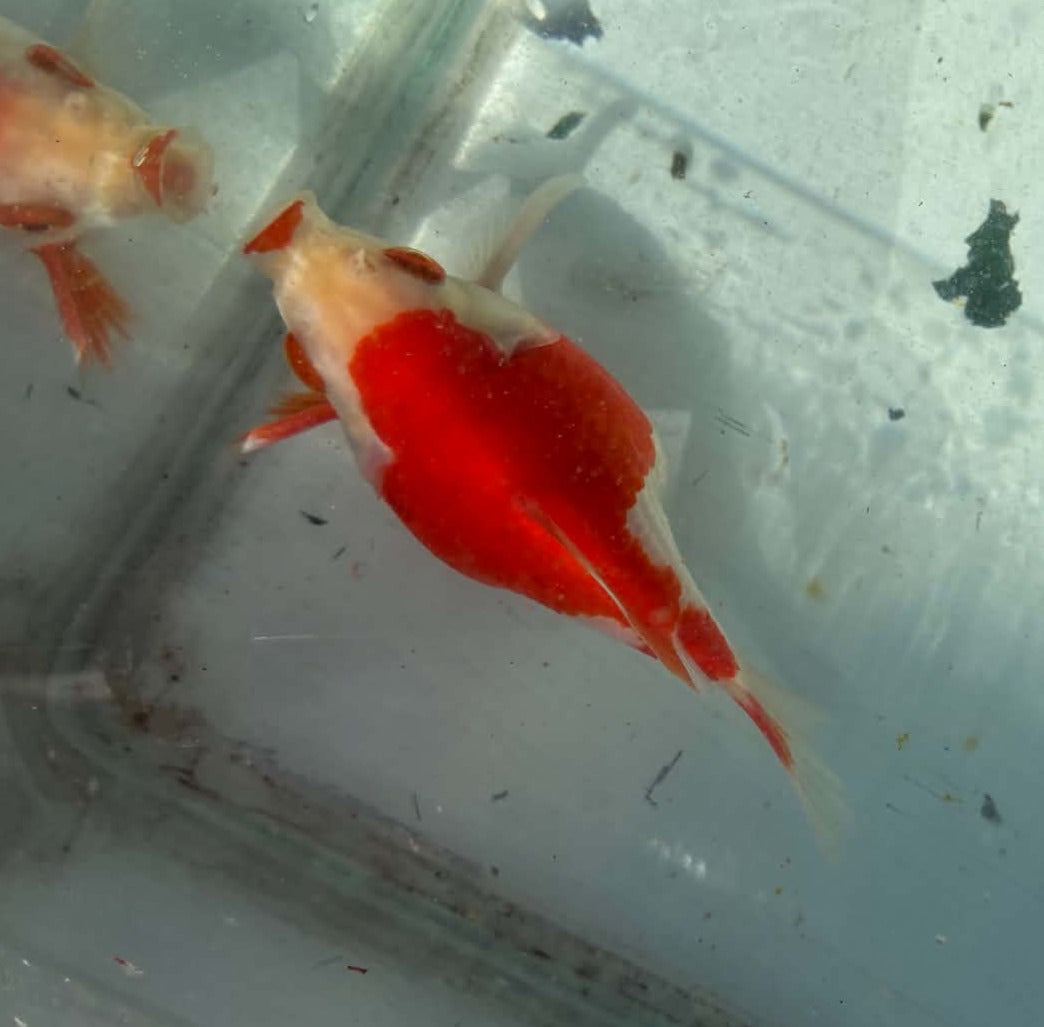 Red White Tamasaba 1 Year Old W