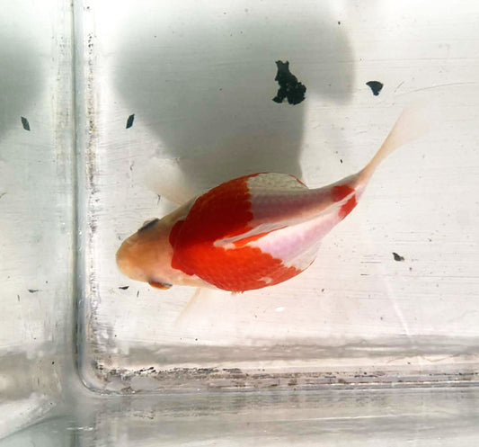 Jumbo Tamasaba Goldfish M