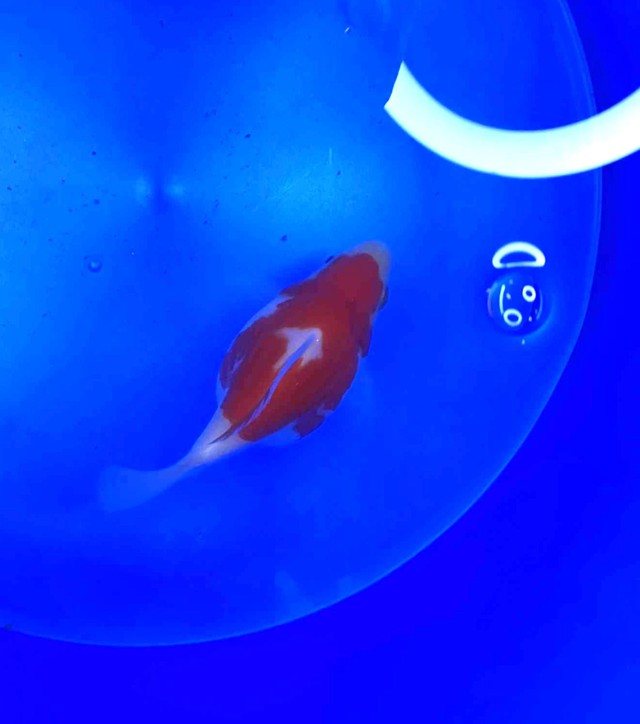 Jumbo Tamasaba Goldfish batch 2 3-4 inch K