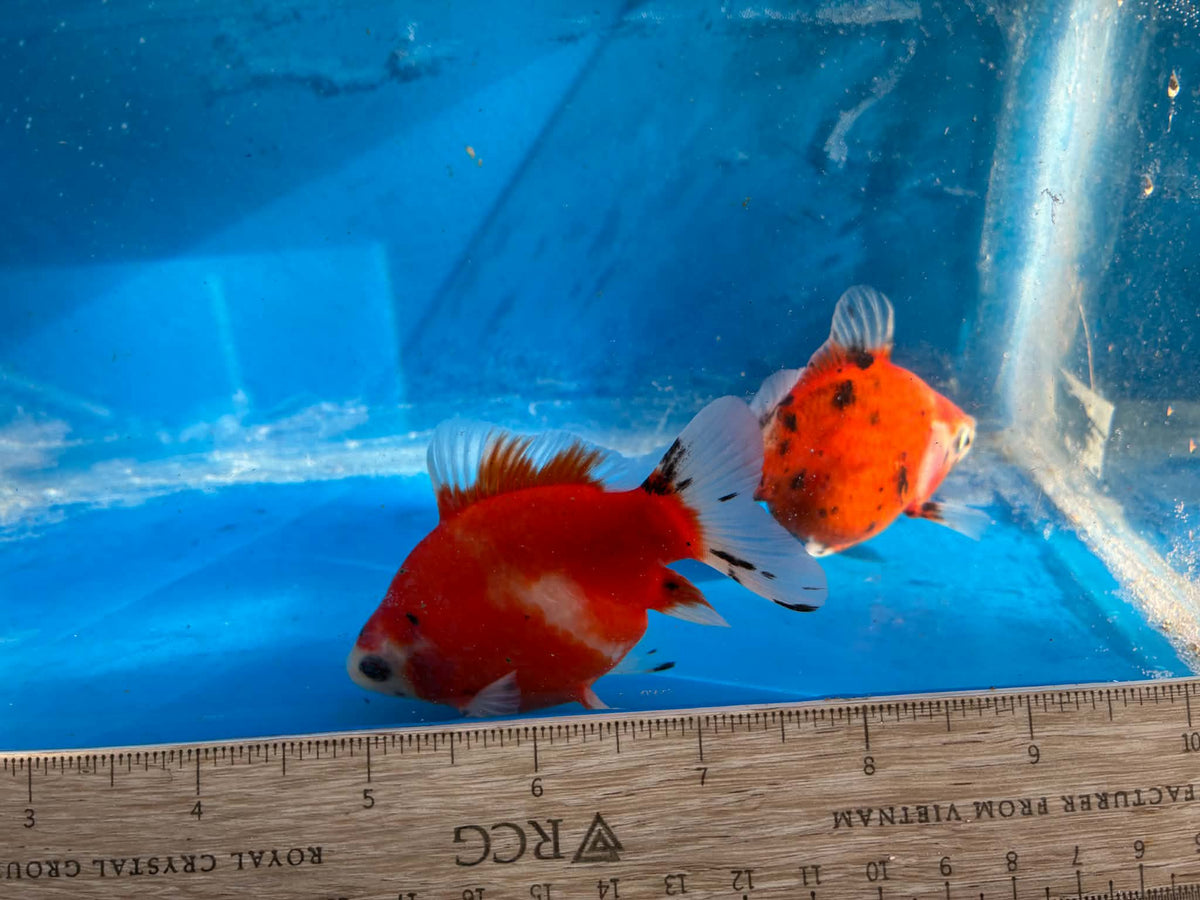 2 Calico Tamasaba Goldfish 3-4 Inch B