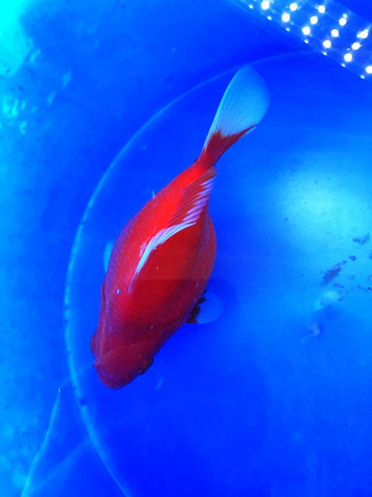 HQ Snow White Super Red Tamasaba 5-6 in D