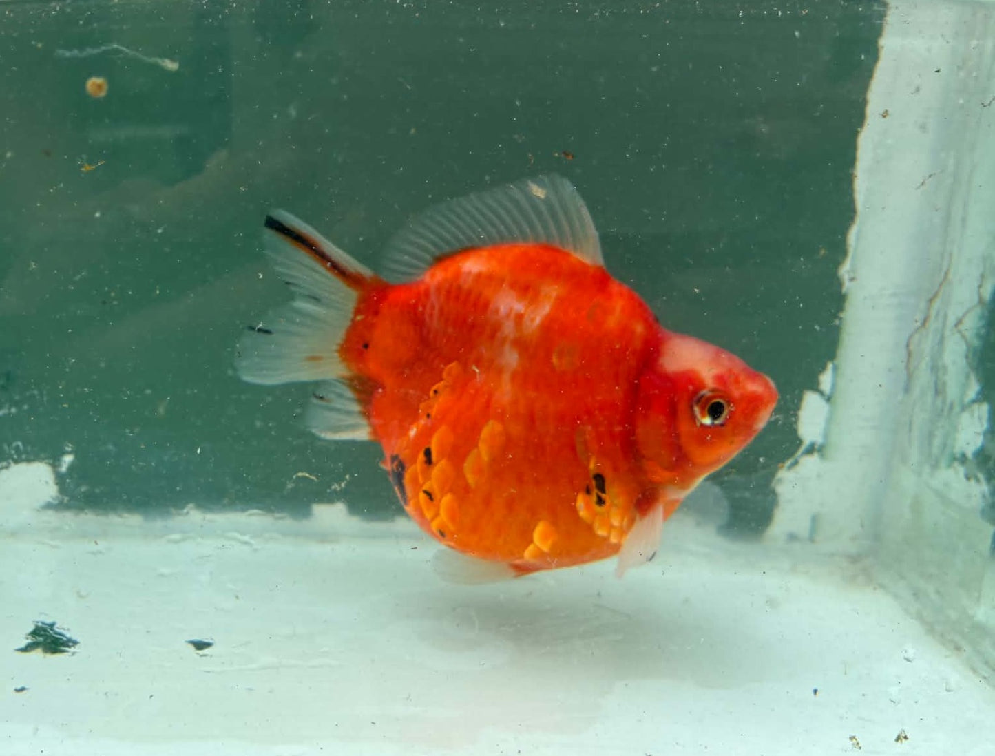 Tricolor Tosai Tamasaba 1 Yr Old